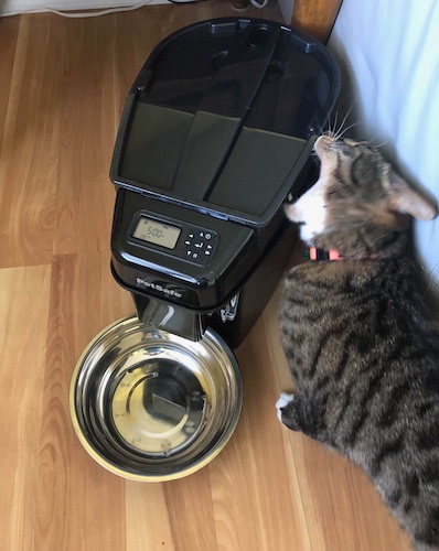 Cat Pixel eating feeder