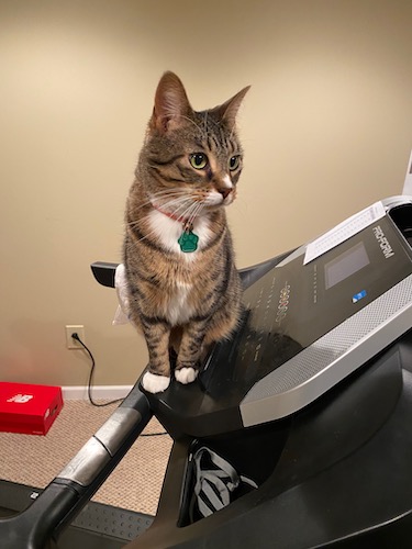 Cat Pixel on Treadmill